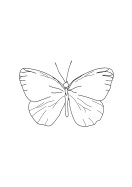 Butterfly Line Art | Lag din egen plakat