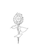 Sunflower Line Art | Lag din egen plakat