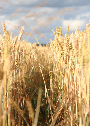 Wheat Field