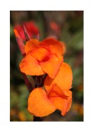Bright Orange Flowers | Lag din egen plakat
