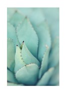 Agave Plant Leaves | Lag din egen plakat