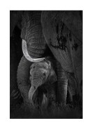 Newborn Elephant With Mother | Lag din egen plakat