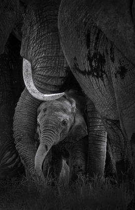 Newborn Elephant With Mother