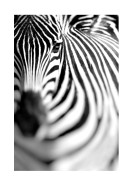 Zebra Portrait | Lag din egen plakat