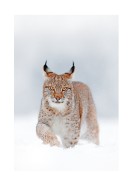 Lynx In Winter Landscape | Lag din egen plakat