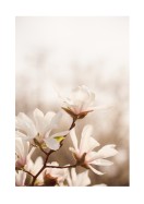 Magnolia Flowers In Spring | Lag din egen plakat