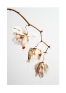 Dried Flower Petals | Lag din egen plakat
