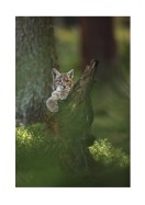 Wild Lynx In Nature | Lag din egen plakat
