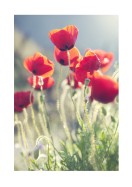 Poppies In The Evening Sun | Lag din egen plakat