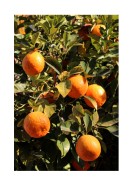 Ripe Oranges | Lag din egen plakat