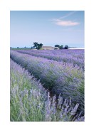 Lavender Fields In France | Lag din egen plakat