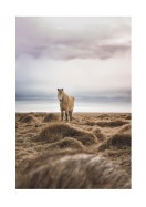 Icelandic Horse In Winter Landscape | Lag din egen plakat