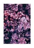 Purple Lilac Bloom | Lag din egen plakat