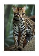 Wildcat In Nature | Lag din egen plakat