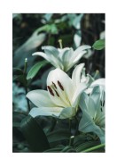 White Lily Flowers | Lag din egen plakat