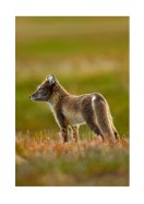 Arctic Fox In The Wild | Lag din egen plakat