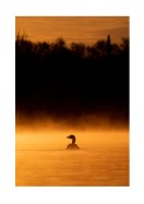 Duck In Morning Light | Lag din egen plakat