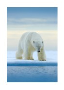 Polar Bear In The Wild | Lag din egen plakat