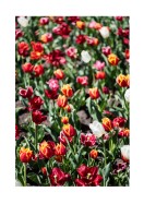 Field Of Colorful Tulips | Lag din egen plakat