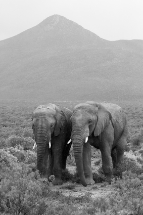 Two Elephants In Black And White