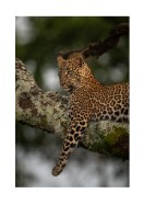 Leopard In A Tree In The Wild | Lag din egen plakat