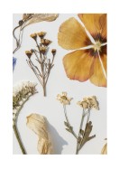 Dried Flowers Collection | Lag din egen plakat